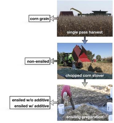 Chemical and Structural Changes in Corn Stover After Ensiling: Influence on Bioconversion